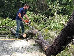 Best Tree Removal Service  in Seminole, TX