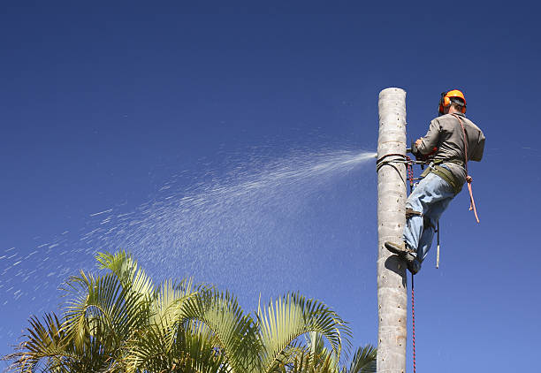 Professional Tree Services in Seminole, TX