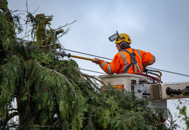 Best Tree Cabling and Bracing  in Seminole, TX