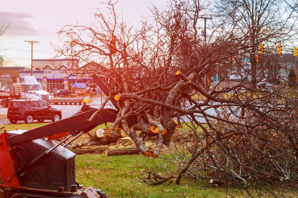 Best Root Management and Removal  in Seminole, TX