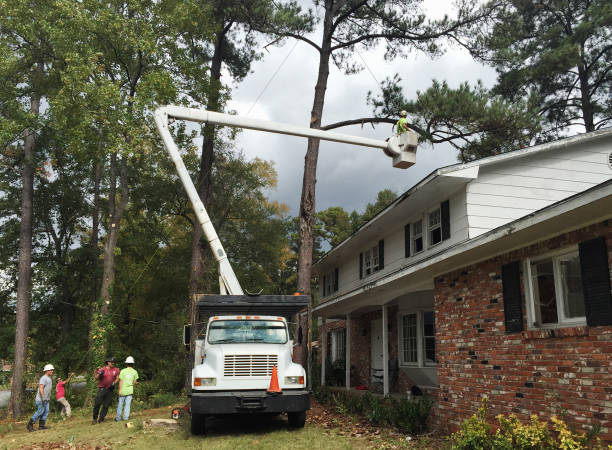 How Our Tree Care Process Works  in  Seminole, TX