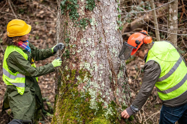 Best Emergency Tree Removal  in Seminole, TX