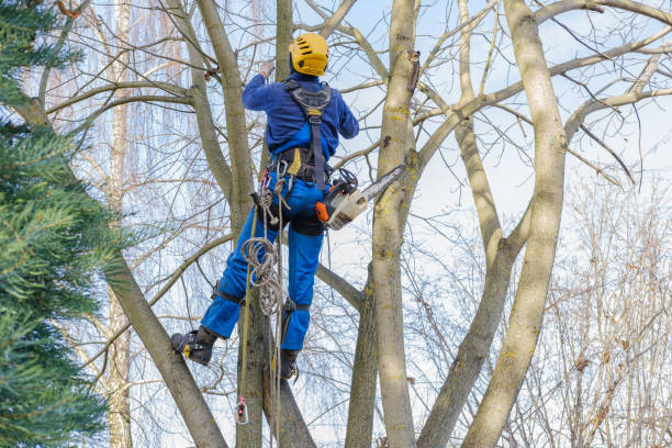 Best Commercial Tree Services  in Seminole, TX