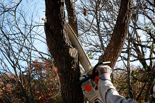 Best Hedge Trimming  in Seminole, TX