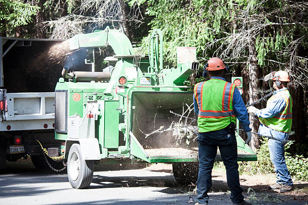 Best Tree Trimming and Pruning  in Seminole, TX